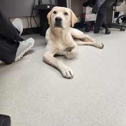 Lady - Yellow Labrador Retriever puppy in Deer Park, Washington from PFR Labradors