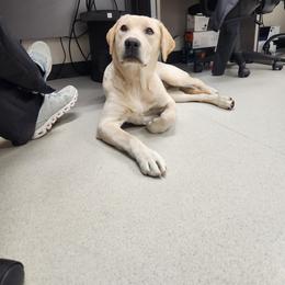 Lady - Yellow Labrador Retriever puppy in Deer Park, Washington from PFR Labradors