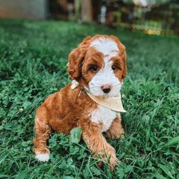 Ellie - Red  female Goldendoodle puppy in Austin, Texas from Cedarcrest Goldendoodles