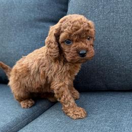 Agatha - Red female Cavapoo puppy in Midland, North Carolina from Rocky River Cavapoos