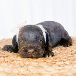 Chocolate  girl - Brown female Cockapoo puppy in Bradenton, Florida from Doodle Acres