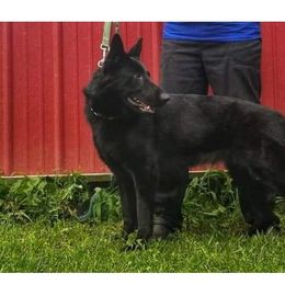 Cora - German Shepherd