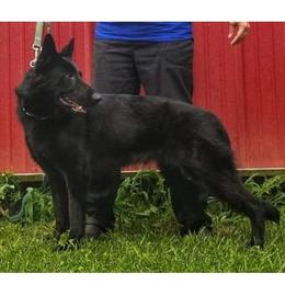 Cora - German Shepherd
