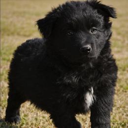 SMOOCH - Black male Australian Shepherd puppy in Nowata, Oklahoma from 4Feathers