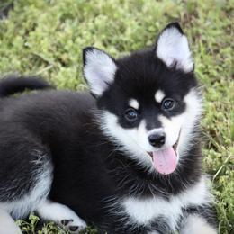 Dandy - Black and white male Pomsky puppy in Wolfe City, Texas from Susan Warnock