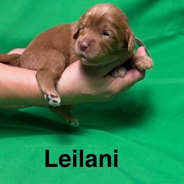Leilani - Caramel red female Australian Labradoodle puppy in Alamo, Texas from QuiSal Labradoodles