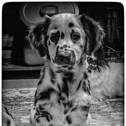 Full AKC (longcoat, carries tri,liver,lemon) - White and black male Dalmatian puppy in Salem, Missouri from Paradise Spots Dalmatians