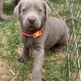 Dilute Retriever and Miniature Schnauzer Puppies from East Front Labradors & Treasure State Schnauzers