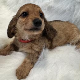 Taffy - Sable female Dachshund puppy in Cabool, Missouri from Dachshund's of Country Magic Farms in Missouri