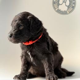 Helion - Silver male Poodle puppy in Spring Hills, Florida from The Olympus Standard Poodle