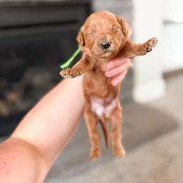 Sneezy - Green Collar - Red  male Goldendoodle puppy in Billings, Montana from Montana Raised Doodles