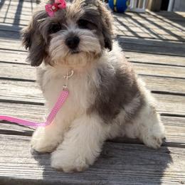 Candy - Merle female Cockapoo puppy in Berea, Kentucky from Blair’s Furry Friends