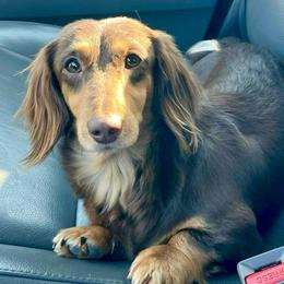 Jovi - Dachshund