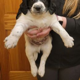 Boy 1 - Black and white English Springer Spaniel puppy in Dundas, Minnesota from Field Bred Springers