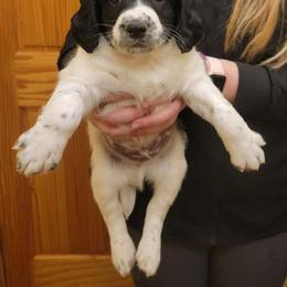 Boy 1 - Black and white English Springer Spaniel puppy in Dundas, Minnesota from Field Bred Springers