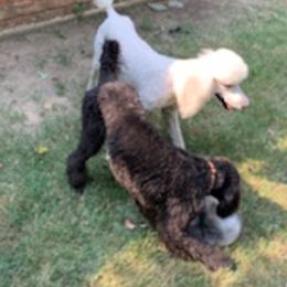Poodles from Wright Standards