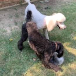 Poodles from Wright Standards