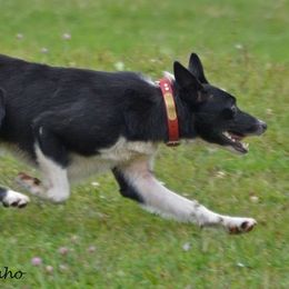 Diesel - Border Collie