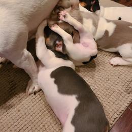 Teddy Roosevelt Terrier Puppies from Travelin' Man Terriers