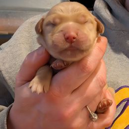 Pink - Dark golden female Golden Retriever puppy in Madison, Ohio from Heckmans English Cream Golden Retrievers