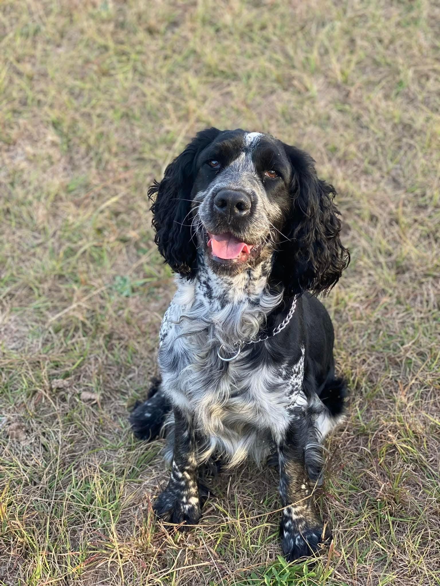 Atticus
