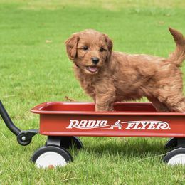 Goldendoodle Puppies from OodlesODoodles