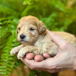 Girl 4 - Apricot female Schnoodle puppy in Fredericksburg, Virginia from Growing Puppies