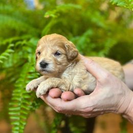 Girl 4 - Apricot female Schnoodle puppy in Fredericksburg, Virginia from Growing Puppies