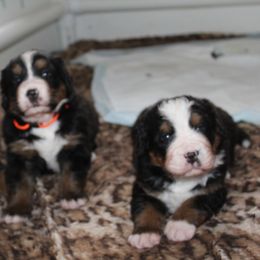 Bernese Mountain Dog Puppies from Baby Bear Bernese Kennel