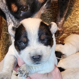 Ponch - Australian Cattle Dog