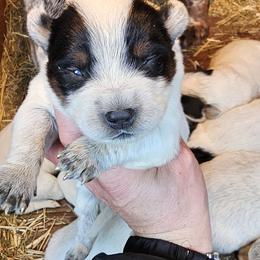 Ponch - Australian Cattle Dog