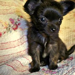 Chihuahua Puppies from Chilove Chihuahuas