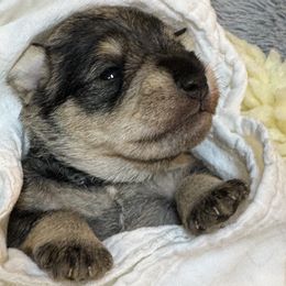 Girl 3 - Salt and pepper female Miniature Schnauzer puppy in Bullard, Texas from Black Gold Miniature Schnauzers