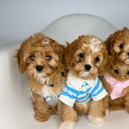 Cavapoo puppies from Mc Doodles of Texas LLC