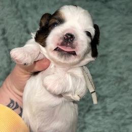 Hardy - Red and white male Shih Tzu puppy in Berkeley Springs, West Virginia from Sandridge Shih Tzus