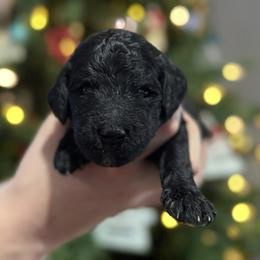 Cranberry - Parti female Goldendoodle puppy in Howard City, Michigan from Doodles and Chaos