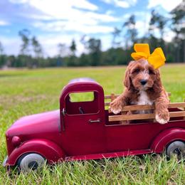 Boy 6 - male Goldendoodle puppy in Kountze, Texas from Texas Doodles LLC