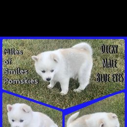 Pomsky Puppies from Miles of Smiles Pomskies