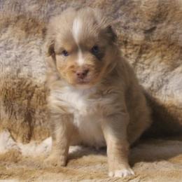 Astro - Red merle male Toy Australian Shepherd puppy in Ionia, Iowa from Sapphire Stables