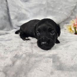 Ozzy - Black male Dachshund puppy in Florence, Arizona from Doxie Town Az