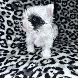 Girl 2 - Parti female Yorkshire Terrier puppy in Richland County, South Carolina from Nesha's Pawrific Tails