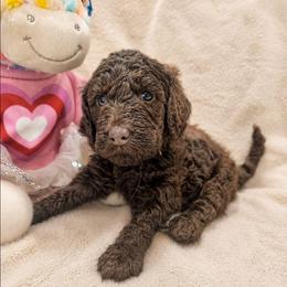 Roma - Chocolate male Labradoodle puppy in Ocean Breeze, Florida from 7 Puppies