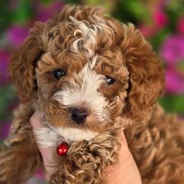Jessie Red - Red  female Goldendoodle puppy in Vernon, Texas from Sugarland's Texas Goldendoodles