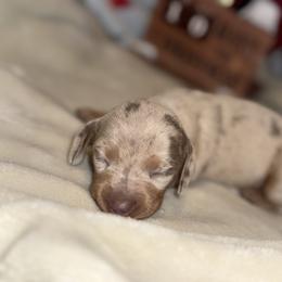 Cinnamon - Dapple female Dachshund puppy in Corona, California from Over The Moon Dachshunds