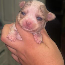 Rosie - Merle female Chihuahua puppy in New Castle, Delaware from Sasha’s Elite Kennel LLC