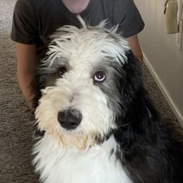 Sheepadoodle puppies from Oodles and Oodles of Doodles