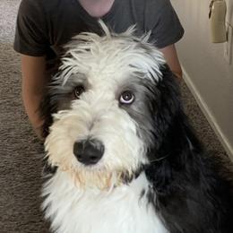 Sheepadoodle puppies from Oodles and Oodles of Doodles