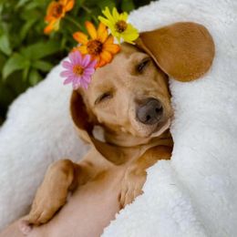 Dachshunds from Camie's Dachshunds