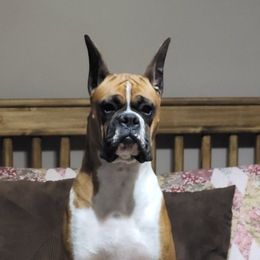 Breaker - Boxer