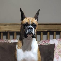 Breaker - Boxer